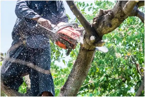 tree services New Johnsonville